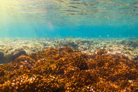 Varios peces tropicales abudefduf se alimentan en el agua caliente unser del océano entre los corales. Escuela de peces loro desove y alimentación de aguas poco profundas, cardumen, biocenosis arrecife de attol.