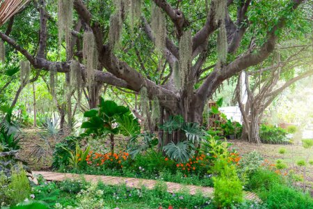 Tillandsia Usneoides in einem natürlichen Garten auf einem tropischen exotischen Ficusbaum in einem feuchten Dschungel-Sumpf pflanzen.