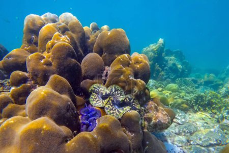 Foto de Muchas almejas de tridacna de colores marrones azules con hermosos patrones de pétalos y erizos de mar en el arrecife de coral bajo el agua tropical exótico mundo - Imagen libre de derechos