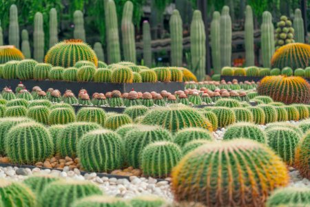 Large variety of cacti echinocactus grusonii, Melocactus, in garden arid climate.