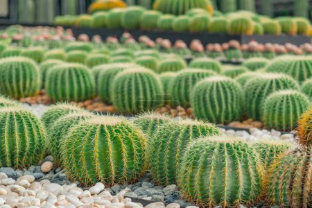 Gran variedad de cactus echinocactus grusonii en clima árido jardín.