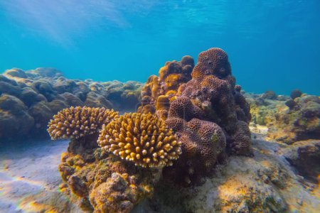 Foto de Paisaje submarino vibrante mostrando un coral prominente con un pez escondido debajo en medio de otra vida marina - Imagen libre de derechos