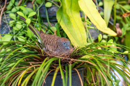 Zebrataube Geopelia striata brütet Eier in einem Nest im Regenwald-Dschungel aus.