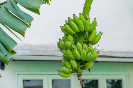 Bündel grüner Bananen im Garten eines Wohnhauses in einem tropischen Land.