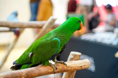 Grüner Eklektus-Papagei spricht, während er auf einer Sitzstange um Menschen herum sitzt