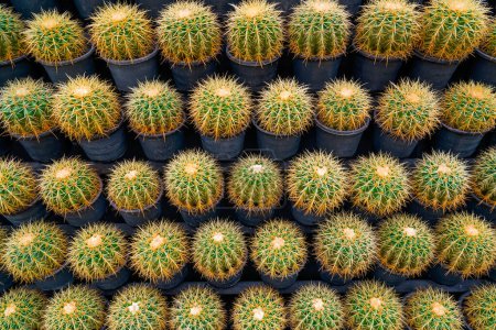 Conjunto de estructura de fondo de textura de fila, cantidad multitud de macetas pequeñas de cactus echinocactus grusonii en clima árido jardín.