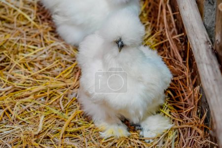Photo for Silky or Chinese silk chicken flock in a paddock with hay on a farm. - Royalty Free Image