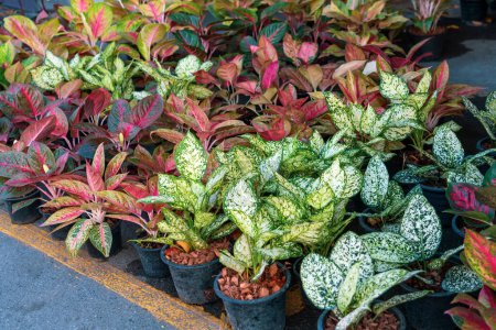Red aglaonema leaves with green edge, with leaves. Natural natural fresh texture