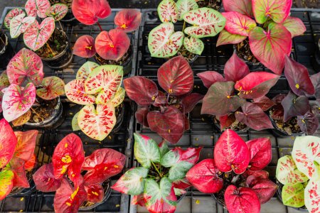 Colorido exótico caladio planta híbrido follaje rojo en macetas dentro de la selva urbana jardín mercado.