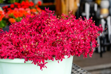 Téléchargez les photos : Frais pourpre magenta rouge rose orchidée Mokara bouquet de fleurs coupé marché de vente - en image libre de droit