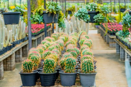 Gran variedad de cactus ferocactus en clima árido jardín.