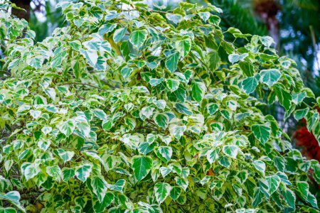 ficus rumphi variegata in a tropical garden.