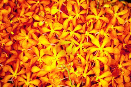 Téléchargez les photos : Texture Orange frais Mokara orchidée bouquet de fleurs coupé marché de vente - en image libre de droit