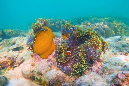 Clown fish Amphiprion ocellaris swim fish in polyps poisonous dangerous anemones in symbiotic neighborhood, breeding breaking off eggs in warm tropical waters on bottom of oceans coral reefs.