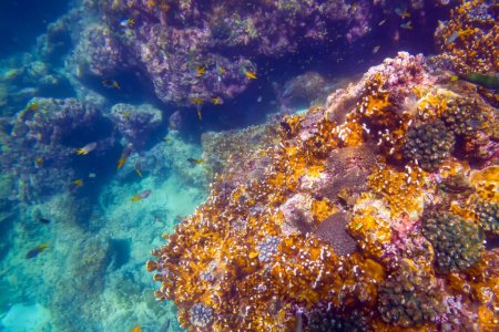 Foto de Paisaje submarino vibrante mostrando un coral prominente con un pez escondido debajo en medio de otra vida marina - Imagen libre de derechos