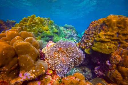 Poissons-clowns Amphiprion ocellaris nage dans des polypes dangereux et toxiques anémones dans un voisinage symbiotique, reproduisant des ?ufs dans les eaux tropicales chaudes au fond des océans récifs coralliens.
