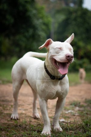 Un chien blanc joyeux les yeux fermés, souriant dans un cadre naturel avec des arbres, exsudant bonheur et contentement.