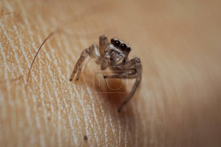 Una macrofotografía detallada de una pequeña araña saltadora posada delicadamente sobre la superficie texturizada de la piel humana.