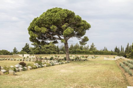 Téléchargez les photos : Pin solitaire Pin solitaire Mémorial ANZAC et cimetière aux champs de bataille de Gallipoli à Canakkale, Turquie. - en image libre de droit