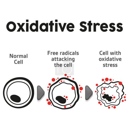 Ilustración de Cell anatomy undergoing oxidative stress, biology. Ideal for educational and informational materials - Imagen libre de derechos