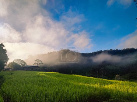 Fog in morning with green rice field.