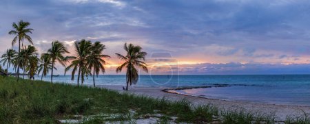 Téléchargez les photos : Lever de soleil coloré sur la plage avec des palmiers à Key West, Floride, États-Unis - en image libre de droit