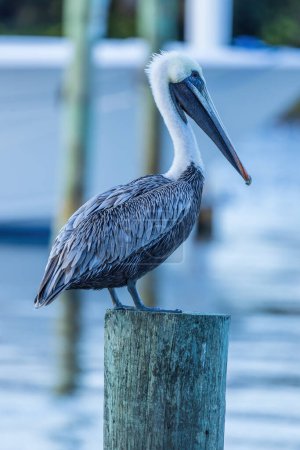 Foto de Pelicans are a genus of large water birds that make up the family Pelecanidae. They are characterized by a long beak and a large throat. - Imagen libre de derechos