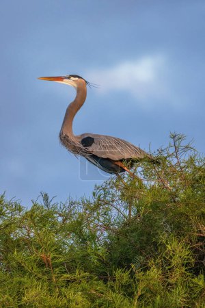 Foto de The grey heron is an easily recognised, grey-backed bird, with long legs, a long, white neck, bright yellow bill and a black eyestripe that continues as long, drooping feathers down the neck. - Imagen libre de derechos
