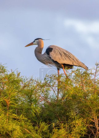 Photo for The grey heron is an easily recognised, grey-backed bird, with long legs, a long, white neck, bright yellow bill and a black eyestripe that continues as long, drooping feathers down the neck. - Royalty Free Image