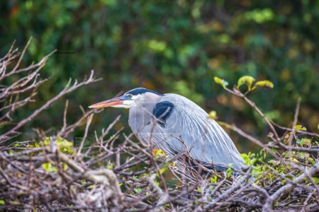 Foto de The grey heron is an easily recognised, grey-backed bird, with long legs, a long, white neck, bright yellow bill and a black eyestripe that continues as long, drooping feathers down the neck. - Imagen libre de derechos