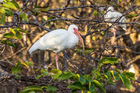 Foto de White Ibises gather in groups in shallow wetlands and estuaries in the southeastern United States. - Imagen libre de derechos