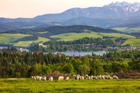 Téléchargez les photos : Czorsztyn est un village polonais situé dans la chaîne de montagnes du Pieniny, à la frontière polono-slovaque. En arrière-plan - Czorsztyn zamek et Niedzica Zamek. Le troupeau de moutons au premier plan. - en image libre de droit