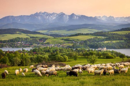 Czorsztyn is a village in Poland which lies in Pieniny mountain range on the Polish-Slovak border. On the background  - Czorsztyn zamek and Niedzica Zamek. The Flock of sheep on the foreground.