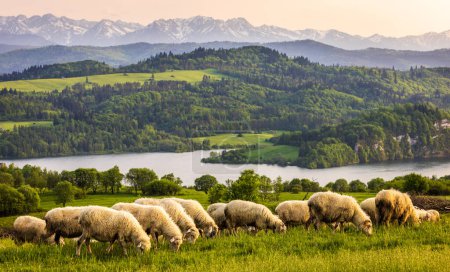 Téléchargez les photos : Czorsztyn est un village polonais situé dans la chaîne de montagnes du Pieniny, à la frontière polono-slovaque. En arrière-plan - Czorsztyn zamek et Niedzica Zamek. Le troupeau de moutons au premier plan. - en image libre de droit