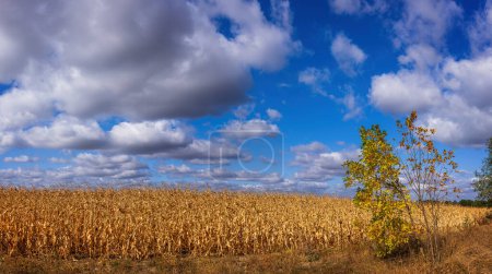 Téléchargez les photos : Champ jaune après récolte sous un ciel bleu et nuages blancs flottants - en image libre de droit