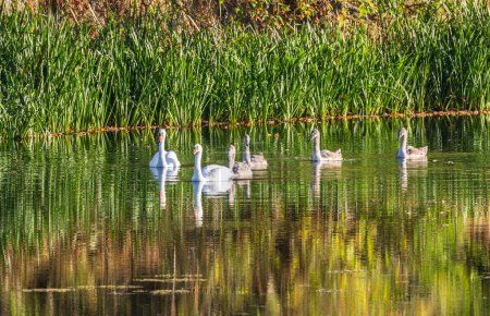 Foto de Una familia de cisnes con cisnes nadan en el estanque temprano en la mañana - Imagen libre de derechos