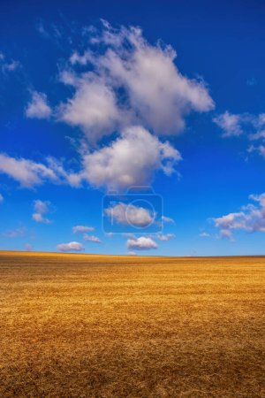 Photo for Yellow field after harvesting under a blue sky and floating white clouds - Royalty Free Image