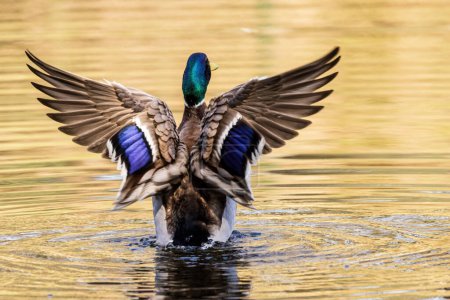 Téléchargez les photos : Canard sauvage nage dans un lac forestier - en image libre de droit