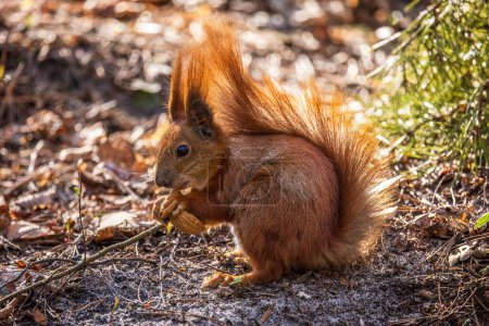 Photo for Red squirrel in the forest - Royalty Free Image