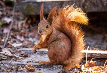 Téléchargez les photos : Écureuil roux dans la forêt - en image libre de droit
