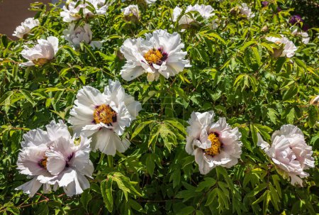 Téléchargez les photos : Pivoine d'arbre avec des abeilles au printemps - en image libre de droit