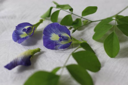Téléchargez les photos : Butterfly pea flower. Flower of Clitoria ternatea plant, also known as Asian pigeonwings, bluebellvine, blue pea, butterfly pea, cordofan pea or Darwin pea. It is a holy flower, used in puja rituals - en image libre de droit
