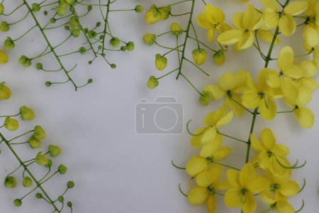 Cassia fistula flower also known as the golden shower or indian laburnum. It is called konna poovu in Malayalam. The flowers are of ritual importance in the Vishu festival and its the state flower of Kerala