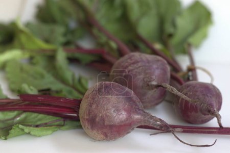 Photo for Beetroot or Chukandar with its leaves. It is a root vegetable with dark purple skin and pink or purple flesh with deep red veined leaves that grow on beets. - Royalty Free Image
