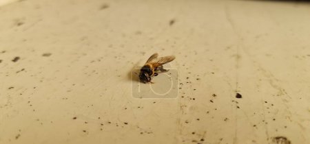 Foto de Primer plano de una abeja melífera fallecida, destacando la fragilidad y las preocupaciones ambientales. Macro caliente mostrando detalles intrincados - Imagen libre de derechos