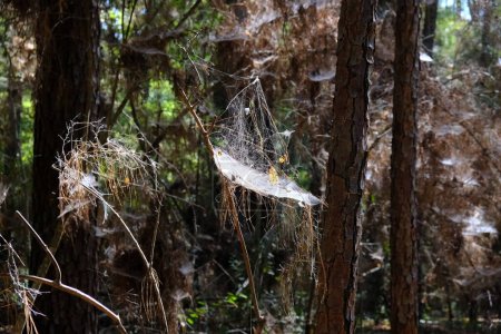 Photo for There are clusters of thick spider webs all over the Dogwood Nature Trail in North Toledo Bend State Park. This is located in Zwolle Louisiana. - Royalty Free Image