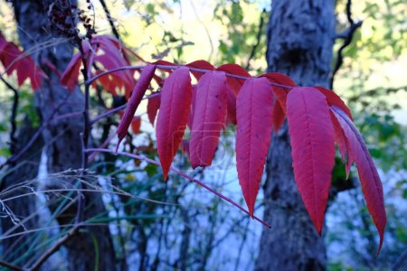 Foto de Esta es una fotografía de una planta de Smooth Sumac. También conocido como Rhus glabra L. Bonito color rojo en la hoja. - Imagen libre de derechos