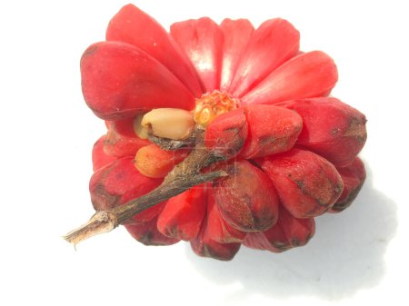 Téléchargez les photos : Le kadsura coccinea rouge est une baie sauvage. Schisandraceae Le plus souvent trouvé dans les hautes terres du nord. illustration à froid sur fond blanc - en image libre de droit
