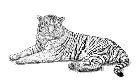 Ilustración de Crouching tigre mano dibujar boceto de línea negra en la ilustración del vector blanco. - Imagen libre de derechos