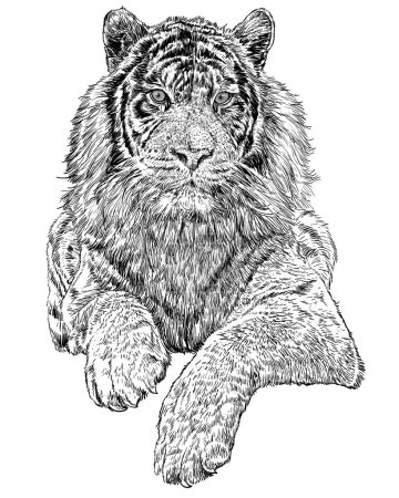 Ilustración de Crouching tigre dibujado a mano boceto líneas negras en el vector de fondo blanco - Imagen libre de derechos